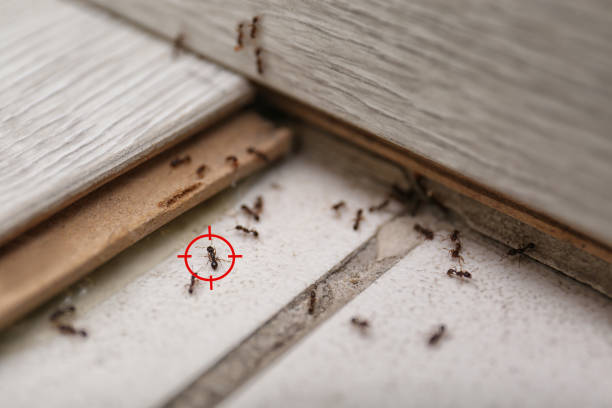 Best Ant Control Services  in Mirrormont, WA