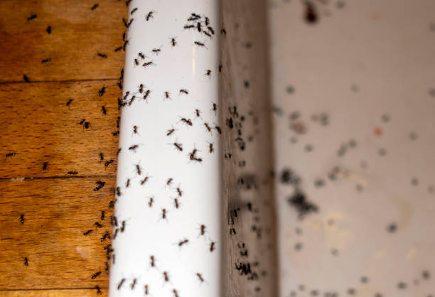 Best Local Pest Control Services  in Mirrormont, WA