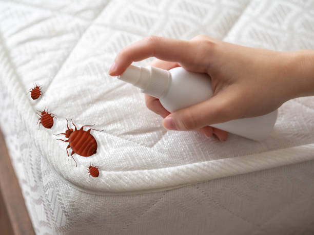 Best Exterminator Services  in Mirrormont, WA