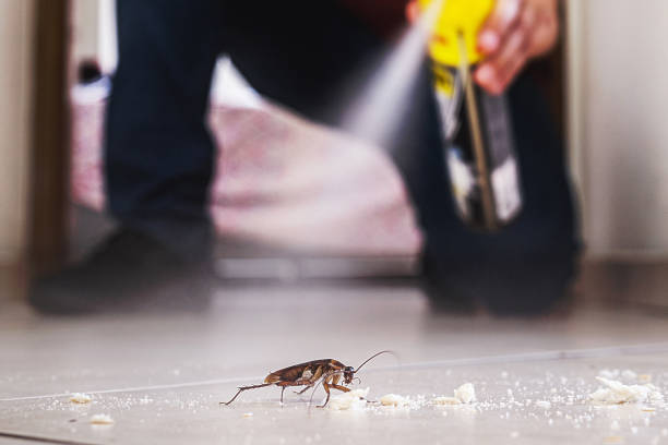 Best Mosquito Control Services  in Mirrormont, WA
