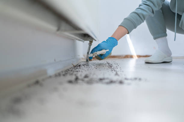 Wasp Removal Services in Mirrormont, WA